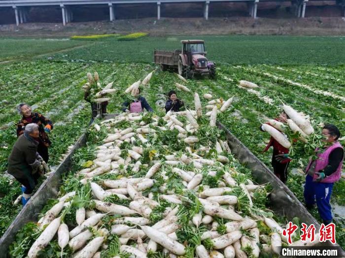 蔬菜基地工人正搶抓農(nóng)時(shí)采收蘿卜?！?汪澤民 攝