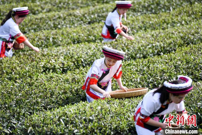 白族村民在茶園采摘?！钊A峰 攝