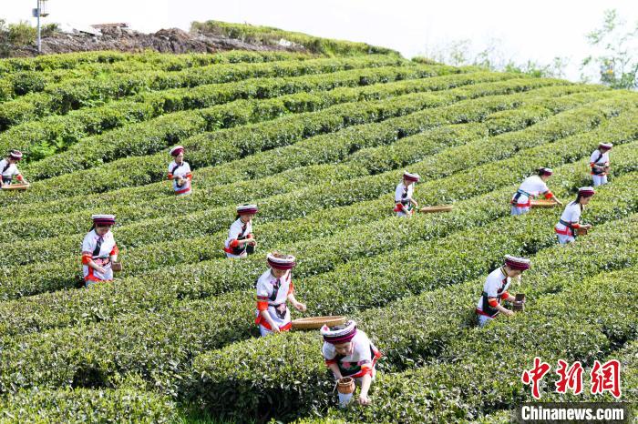 眾多白族村民身著民族服飾走進茶園采摘?！钊A峰 攝