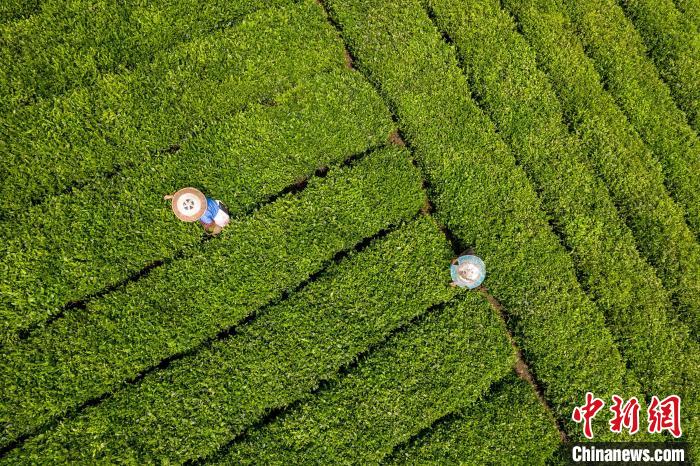 茶農(nóng)正在采摘新鮮茶葉。　唐哲 攝