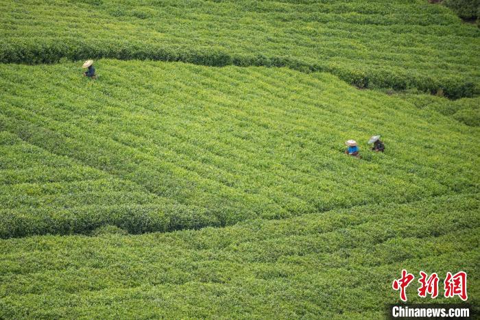 茶農(nóng)采摘谷雨茶?！√普?攝