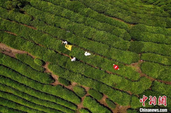 茶農(nóng)正在采摘新鮮茶葉。　唐哲 攝