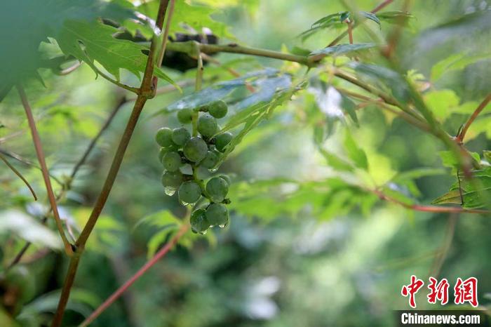 野生動物在北京：如何筑牢生物多樣性“保護網(wǎng)”？