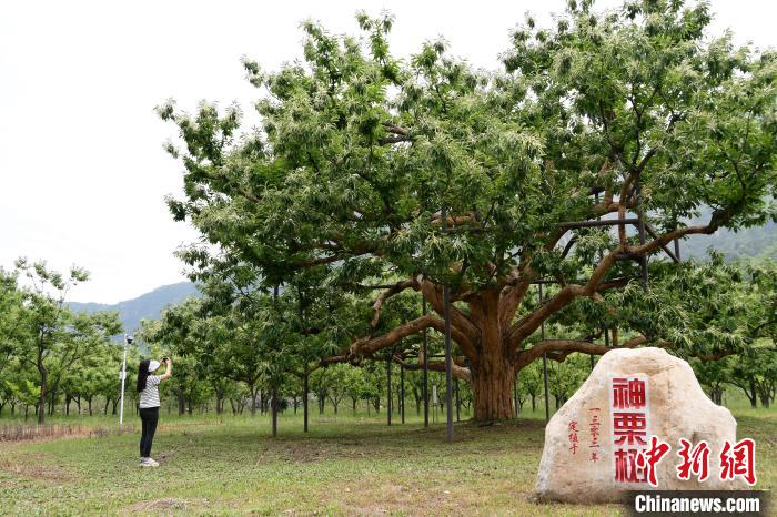 河北寬城：長(zhǎng)城腳下千樹萬樹“栗”花開