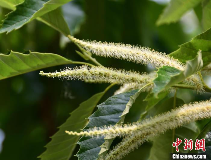毛茸茸的栗花?！『略破?攝