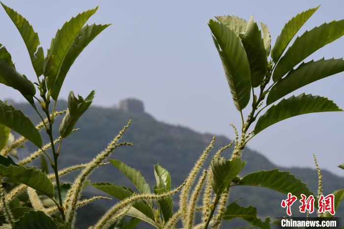 長(zhǎng)城腳下，“栗”花盛開。　郝云崎 攝