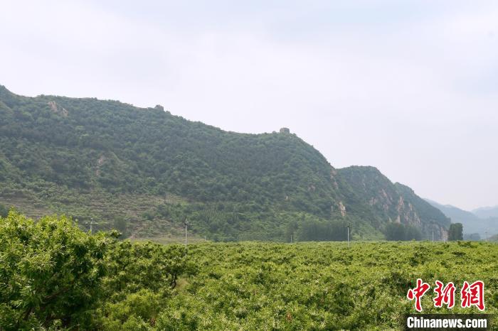 長(zhǎng)城腳下萬畝栗花綻放，散發(fā)出淡淡清香?！『略破?攝