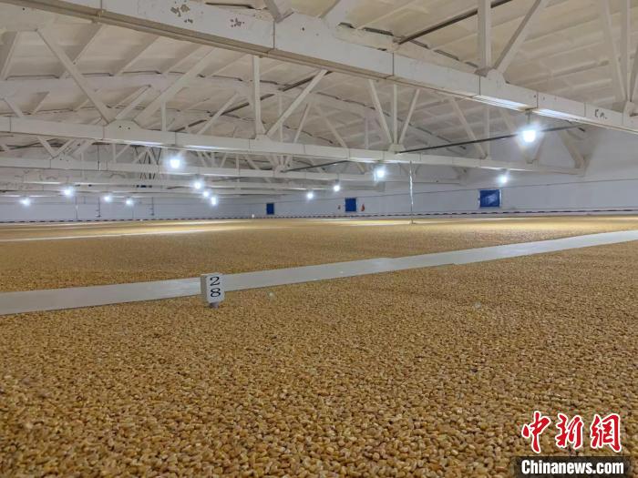 倉內(nèi)清涼干爽、遍地金黃，上千平方米的糧食盡收眼底?！⊥趸萘?攝