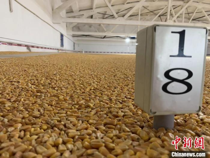 數(shù)千噸的小麥、玉米如同一塊塊被“切平”的巨型蛋糕“鑲嵌”在地面上?！⊥趸萘?攝