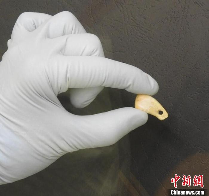 打孔鹿牙墜飾提取DNA后(圖片來自馬克斯·普朗克演化人類學(xué)研究所)?！∈┢樟指瘛ぷ匀?供圖