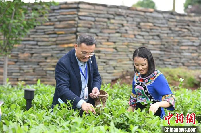 東盟國(guó)家媒體記者在辰龍關(guān)茶園采茶?！钊A峰 攝