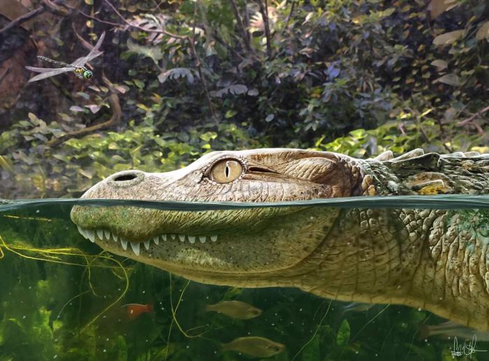 Alligator munensis藝術(shù)復(fù)原圖(圖片來(lái)自Márton Szabó)?！∈┢樟指瘛ぷ匀?供圖