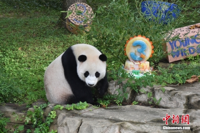 當(dāng)?shù)貢r間8月21日，旅美大熊貓幼崽“小奇跡”迎來3周歲生日。華盛頓國家動物園給“小奇跡”舉辦了“生日派對”，眾多游客前來給“小奇跡”慶生。<a target='_blank' href='/'><p  align=