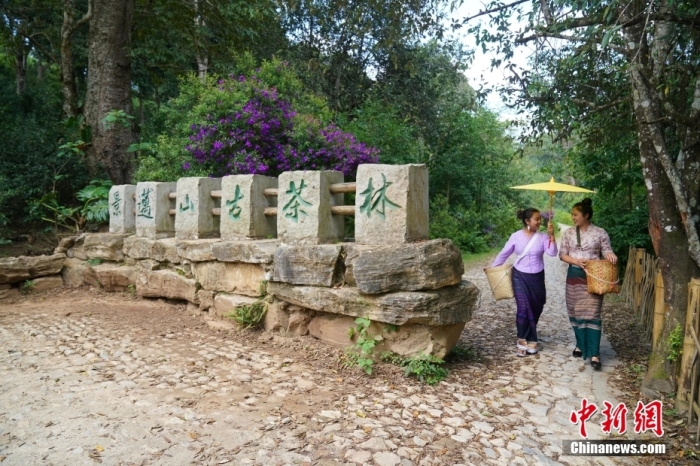 普洱景邁山古茶林文化景觀位于中國云南省普洱市瀾滄拉祜族自治縣惠民鎮(zhèn)。<a target='_blank' href='/' _fcksavedurl='/'><p  align=