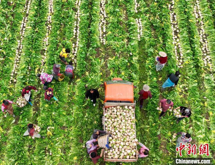 資料圖：村民在采收白蘿卜。劉永紅 攝