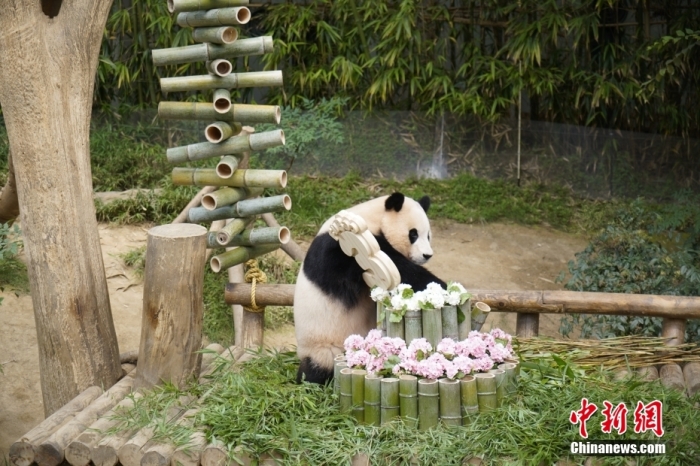 資料圖：旅韓大熊貓“福寶”。<a target='_blank' href='/'><p  align=