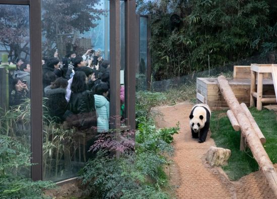 2月20日，韓國民眾在韓國愛寶樂園參觀大熊貓“福寶”。新華社記者姚琪琳攝