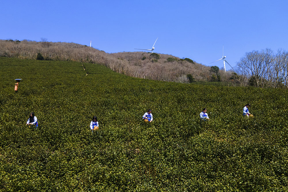 茶農(nóng)們搶抓晴好天氣采摘春茶。楊云中攝