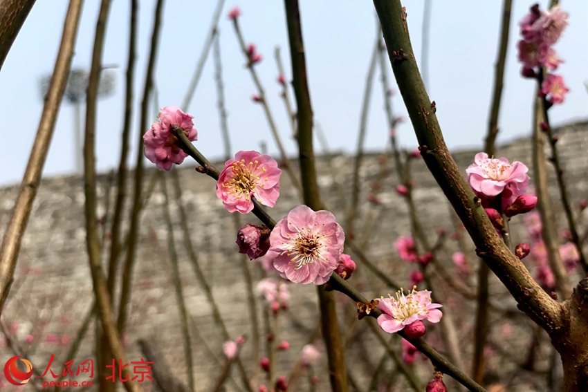 明城墻遺址公園梅花初綻。 人民網(wǎng) 池夢蕊攝