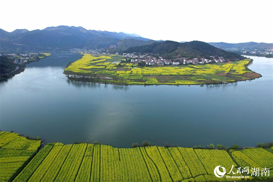 春江水暖，油菜花開。人民網(wǎng) 李芳森攝