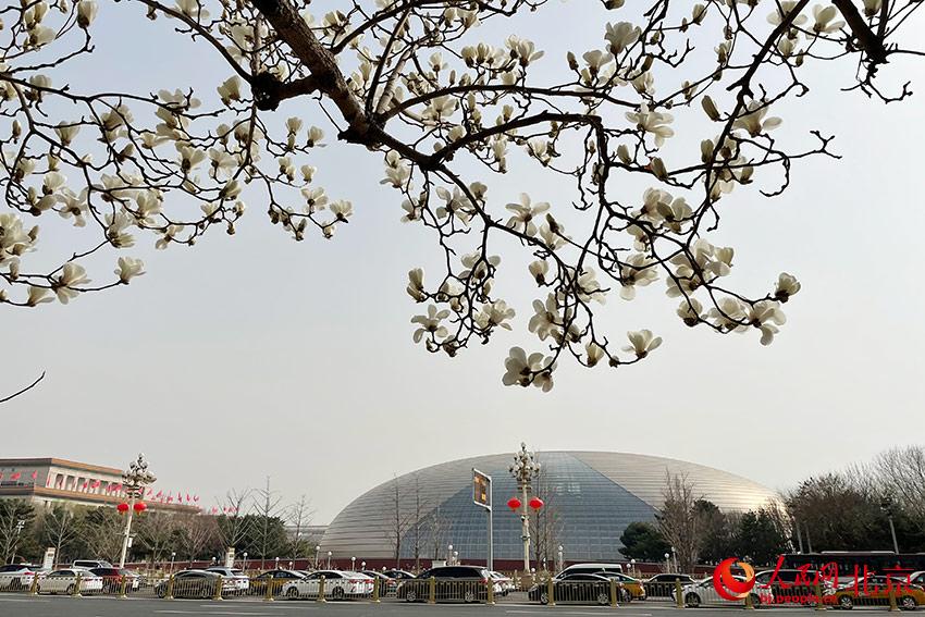 長安街畔玉蘭綻放。人民網(wǎng) 尹星云攝