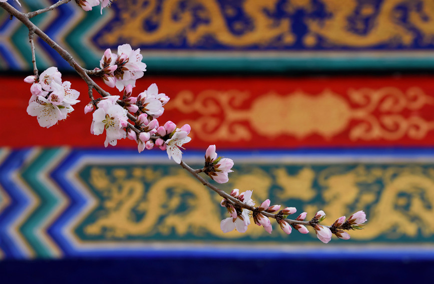“云”賞桃花相映紅。紅橋區(qū)委宣傳部供圖