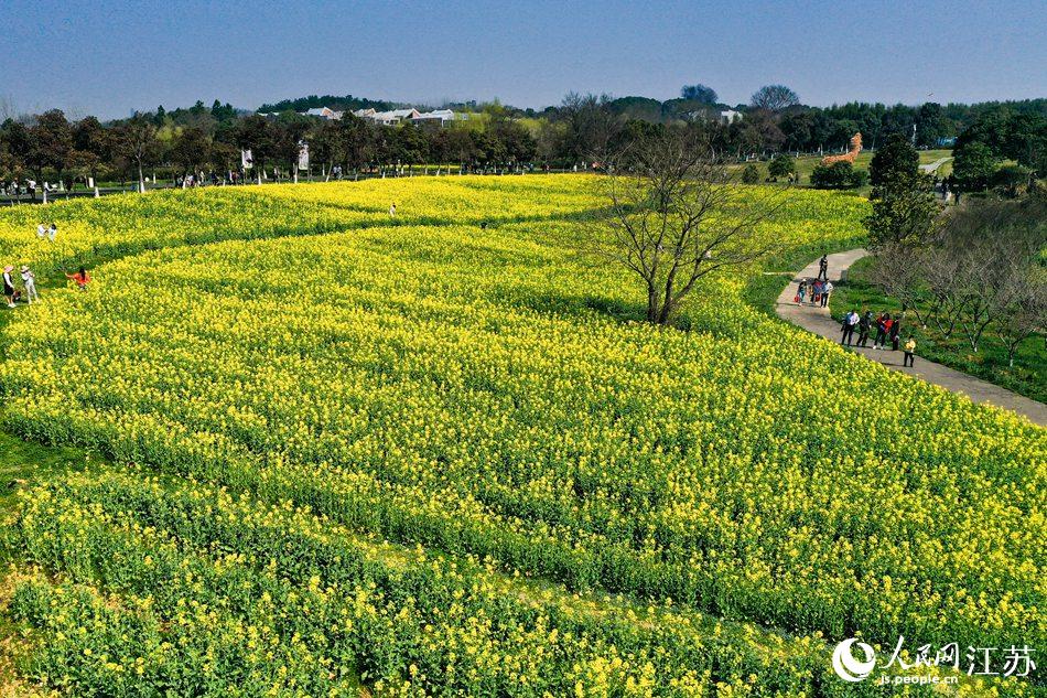 高淳區(qū)椏溪國(guó)際慢城桃花扇廣場(chǎng)油菜花田。劉列攝