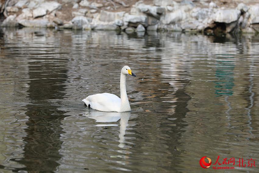 北京動(dòng)物園水禽湖上，水鳥游弋其中，傳遞春的消息。人民網(wǎng) 尹星云攝