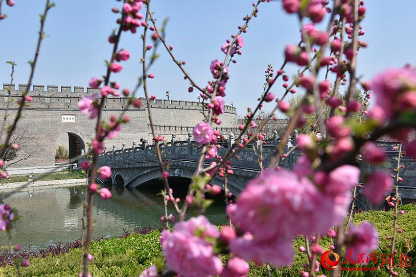 古城花開春意濃。 人民網(wǎng) 朱鵬濤攝
