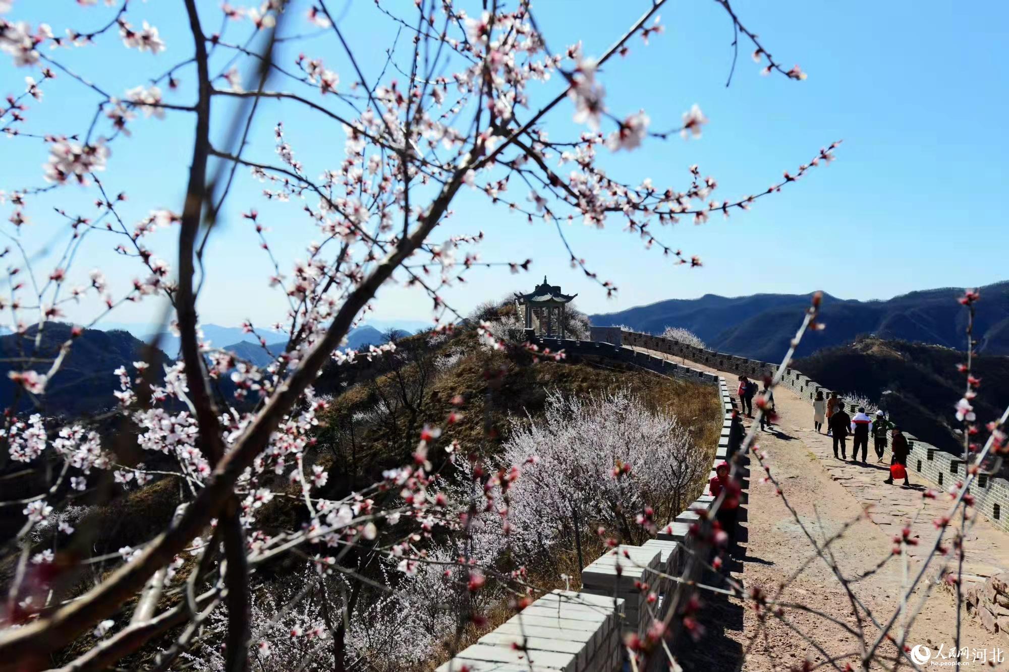 邢臺九龍峽景區(qū)鮮花盛開。 馬健攝