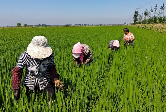 7月15日，農(nóng)民在河北省玉田縣石臼窩鎮(zhèn)王家樓村稻田勞作。 張仁杰攝