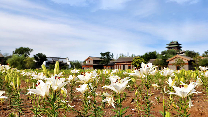 北京世園公園百合陸續(xù)盛放。（北京世園公園供圖）