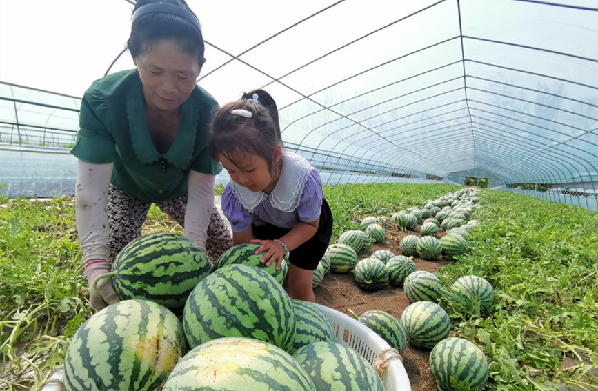 在北辰區(qū)雙街鎮(zhèn)的西瓜種植基地內(nèi)，種植農(nóng)戶們正忙著采收。陳立興攝