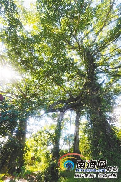 百花嶺雨林文化旅游區(qū)內(nèi)的百年古榕樹。海南日報記者 蘇曉杰 攝