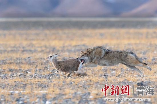 圖為獲獎(jiǎng)作品。同海元供圖
