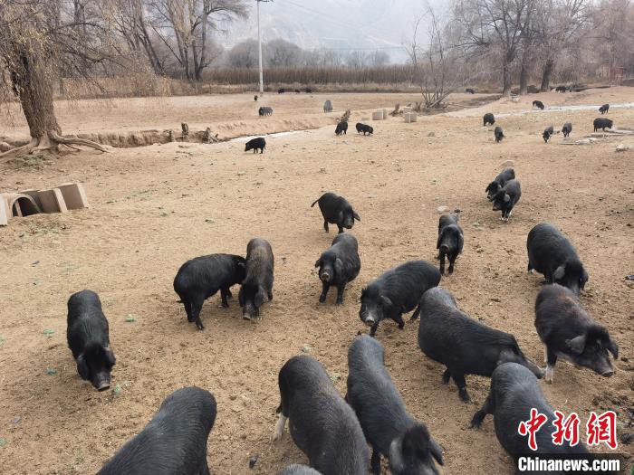 圖為藏香豬?！∑钤鲚?攝