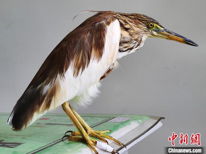 圖為被救助的國(guó)家一級(jí)重點(diǎn)保護(hù)動(dòng)物池鷺?！×鴿商?攝