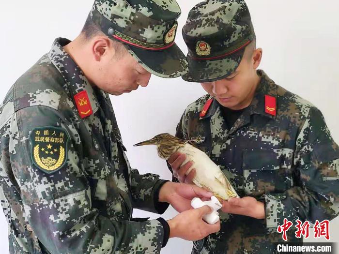 圖為武警官兵正在為國(guó)家一級(jí)重點(diǎn)保護(hù)動(dòng)物池鷺包扎。　柳澤田 攝