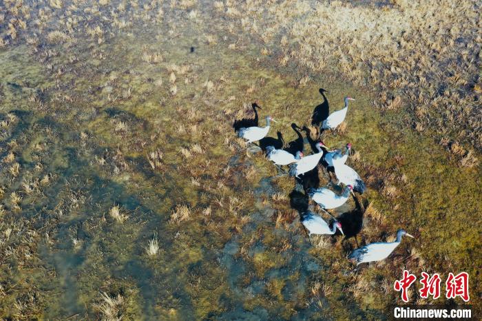圖為黑頸鶴群在濕地中曬太陽(yáng)?！】姥?攝