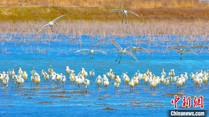 沿海濕地，鳥類天堂?！←}城市委宣傳部供圖