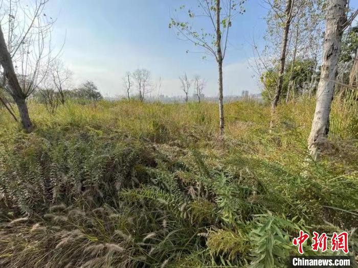 發(fā)現(xiàn)的加拿大一枝黃花?！畈?攝