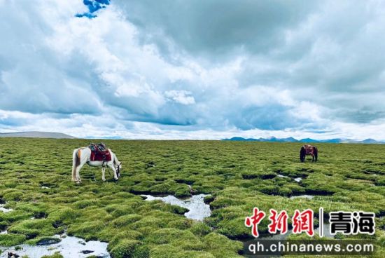 圖為長江南源沼澤濕地。李江寧攝