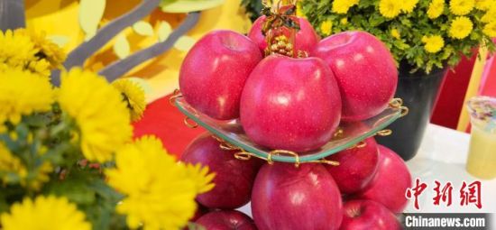 2021年10月15日，中國(guó)蘋果首屆產(chǎn)銷峰會(huì)暨甘肅平?jīng)龉焚Q(mào)易大會(huì)在平?jīng)鍪徐o寧縣開幕。(資料圖) 魏建軍 攝