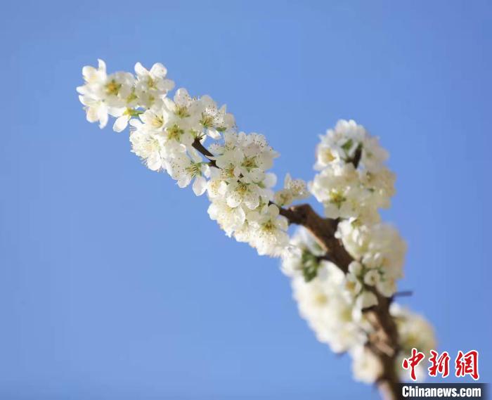李花盛開。　何清海 攝
