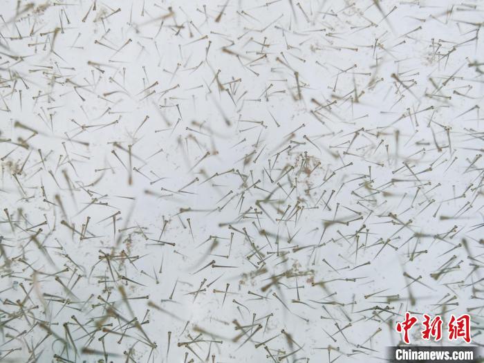 圖為魚苗?！?zhí)砀?攝