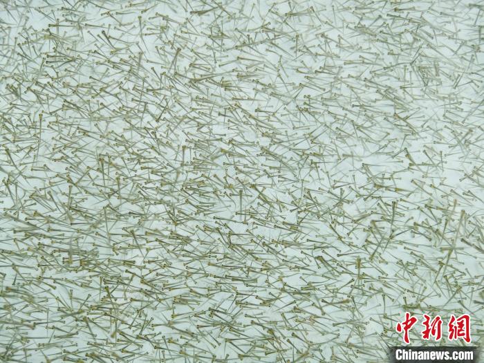 圖為密集培育的魚苗。　張?zhí)砀?攝