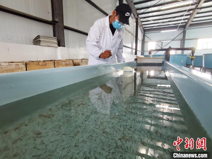 圖為工作人員檢查魚苗?！?zhí)砀?攝
