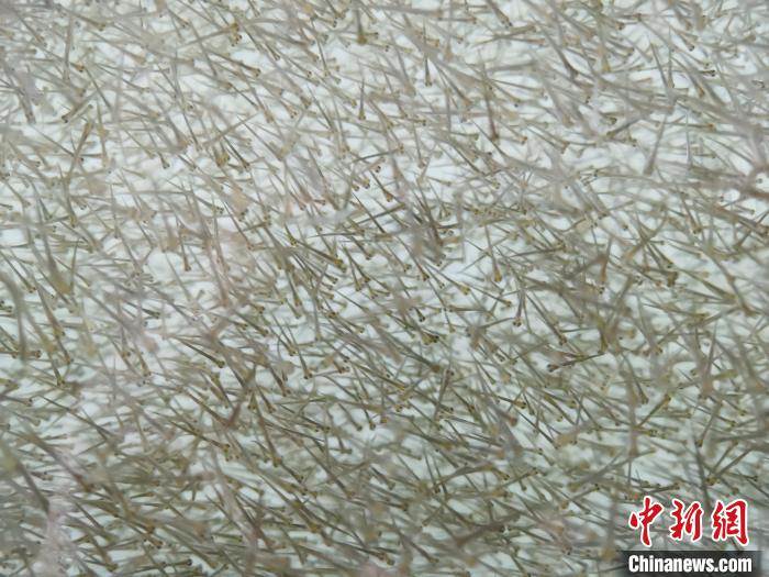 圖為密集分布的魚苗。　張?zhí)砀?攝
