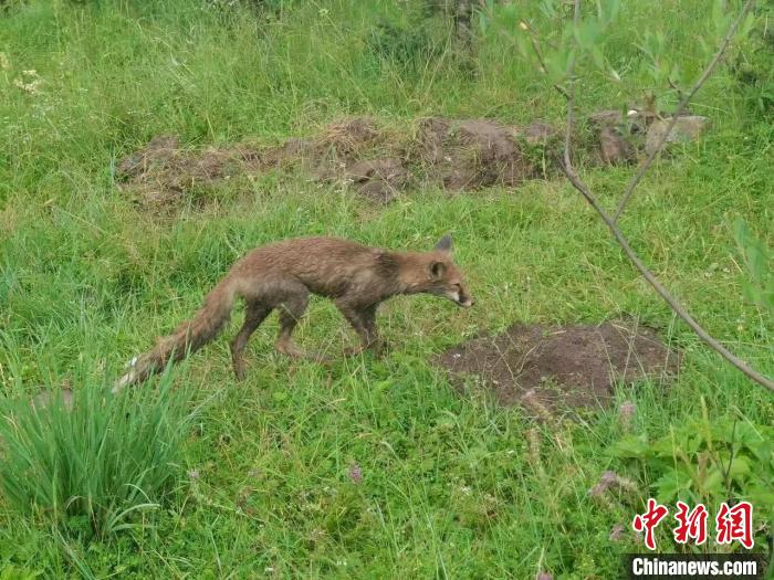 青?；ブ骄戎鷩叶壉Ｗo野生動物赤狐