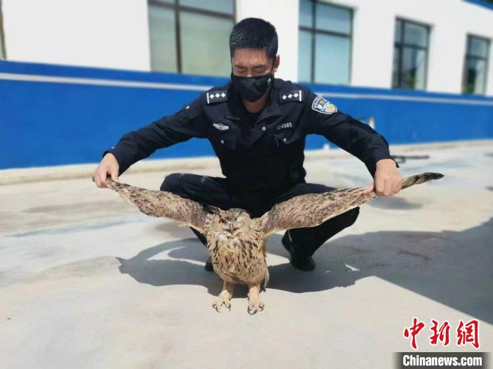 青?；ブ衤?lián)手救助國家二級保護野生動物雕鸮